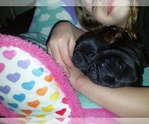 Pug Puppy for sale in ARVADA, CO, USA