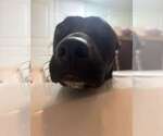 Small #1 Labrador Retriever Mix