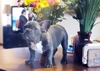 Small Photo #1 French Bulldog Puppy For Sale in ADRIAN, MI, USA