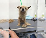 Small #2 Mutt