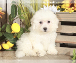 Small Photo #2 Bichon Frise Puppy For Sale in MOUNT VERNON, OH, USA