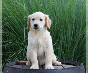 Golden Retriever Puppy for sale in FREDERICKSBG, OH, USA
