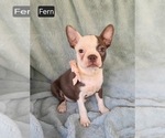 Small #1 Boston Terrier