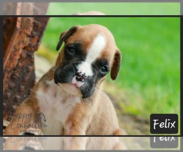 Medium Photo #4 Boxer Puppy For Sale in SHIPSHEWANA, IN, USA