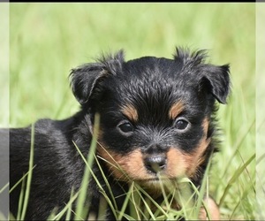 Miniature American Shepherd Puppy for sale in PALM COAST, FL, USA
