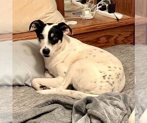 Rat Terrier-Unknown Mix Dogs for adoption in Batavia, OH, USA