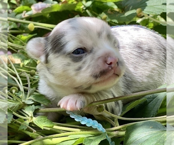 Medium Photo #11 Bullhuahua-Chihuahua Mix Puppy For Sale in RAWSONVILLE, MI, USA