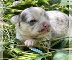 Small Photo #11 Bullhuahua-Chihuahua Mix Puppy For Sale in RAWSONVILLE, MI, USA