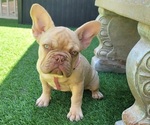 Small Photo #5 French Bulldog Puppy For Sale in LAS VEGAS, NV, USA