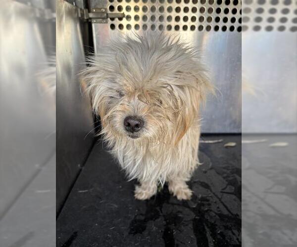 Medium Photo #1 Mutt Puppy For Sale in Grand Prairie, TX, USA