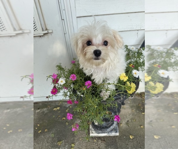 Medium Photo #14 Maltese Puppy For Sale in FREDONIA, KS, USA