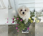 Small #13 Maltese