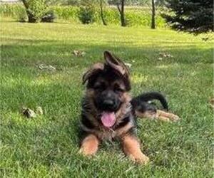 German Shepherd Dog Puppy for sale in WESTBY, WI, USA
