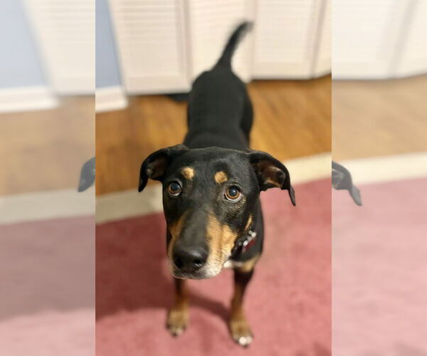 Medium Photo #3 Mutt Puppy For Sale in Mount Laurel, NJ, USA