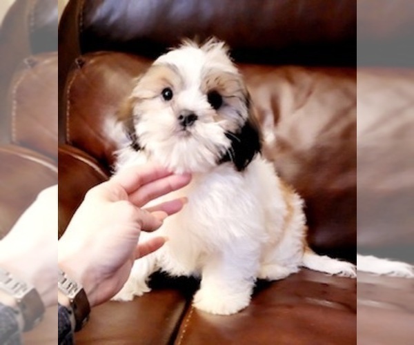 Medium Photo #1 Shih Tzu Puppy For Sale in LOWELL, MA, USA