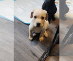 Small Labrador Retriever Mix