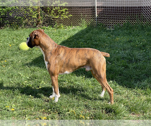Father of the Boxer puppies born on 03/14/2023