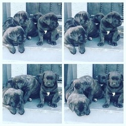 Cane Corso Puppy for sale in AUGUST F. HAW, CA, USA