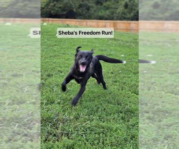 Medium Photo #2 Labrador Retriever-Unknown Mix Puppy For Sale in Aurora, IN, USA