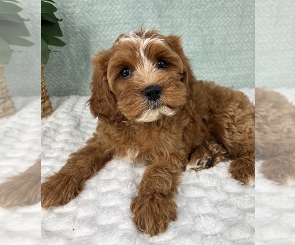 Medium Photo #4 Cavapoo Puppy For Sale in FRANKLIN, IN, USA