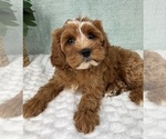 Small #3 Cavapoo