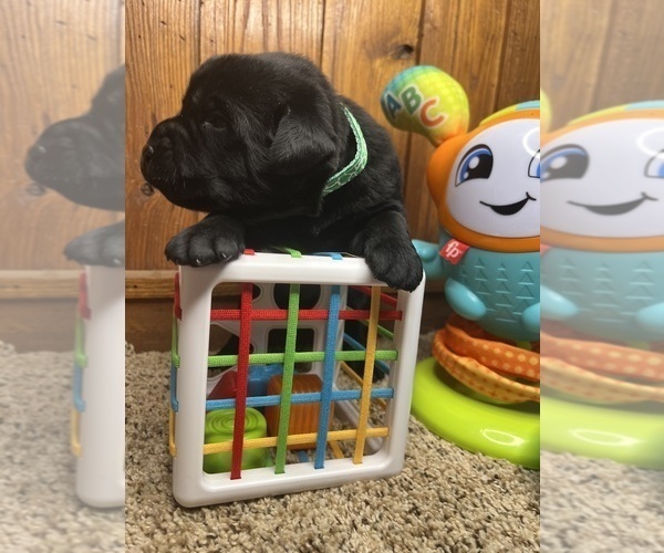 Medium Photo #10 Labrador Retriever Puppy For Sale in NEOLA, WV, USA