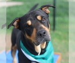 Small Rottweiler
