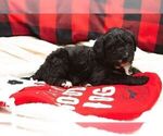 Small Photo #12 Bernedoodle Puppy For Sale in CONNERSVILLE, IN, USA