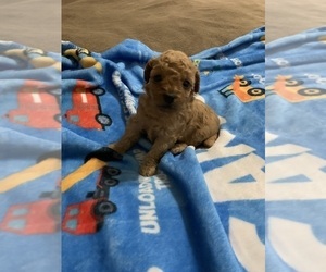 Poodle (Toy) Puppy for sale in DULUTH, GA, USA