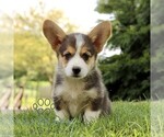 Image preview for Ad Listing. Nickname: Stella