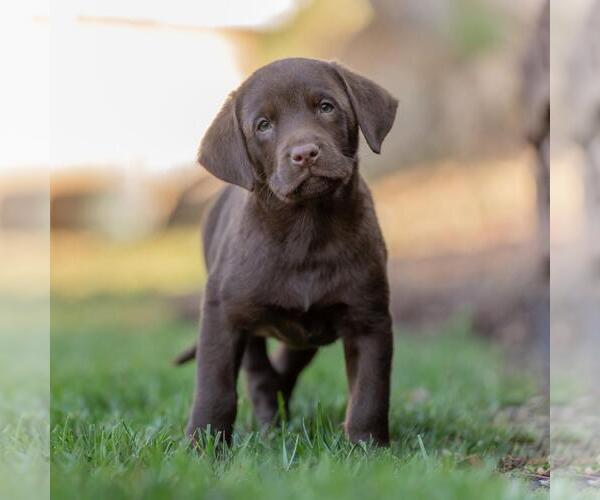 Medium Photo #4 Labrador Retriever-Unknown Mix Puppy For Sale in San Diego, CA, USA