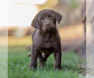 Huckleberry Finn Pup - Papp - Male Labrador Retriever-Unknown Mix Dog for Adoption - Photo #4
