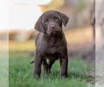 Small Photo #4 Labrador Retriever-Unknown Mix Puppy For Sale in San Diego, CA, USA