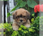 Small Photo #4 Bichon Frise-Cavachon Mix Puppy For Sale in BIRD IN HAND, PA, USA