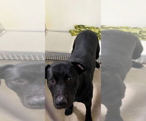 Labrador Retriever-Unknown Mix Dogs for adoption in Pierceton , IN, USA