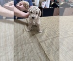 Small Photo #38 Poodle (Miniature) Puppy For Sale in EAST AMHERST, NY, USA