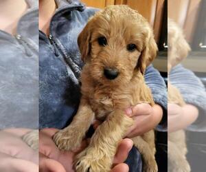 Doodle-Goldendoodle Mix Puppy for sale in AUGUSTA, MI, USA