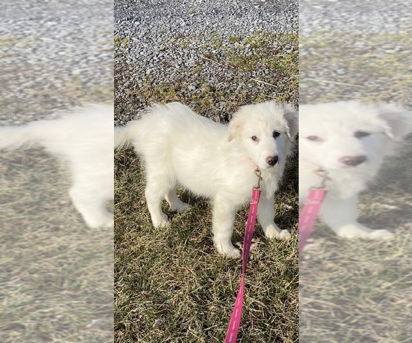 Medium Photo #10 Great Pyrenees Puppy For Sale in CANOGA, NY, USA