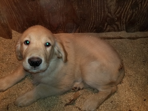 Medium Photo #2 Golden Retriever Puppy For Sale in DUVALL, WA, USA