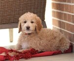 Small Photo #3 Goldendoodle (Miniature) Puppy For Sale in MANHEIM, PA, USA
