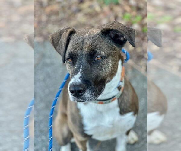 Medium Photo #52 Borador Puppy For Sale in Brewster, NY, USA