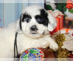 Small Photo #7 Havanese Puppy For Sale in HAMMOND, IN, USA