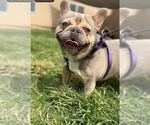 Small #2 French Bulldog