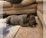 Small Photo #13 American Bully Puppy For Sale in MARTELL, NE, USA