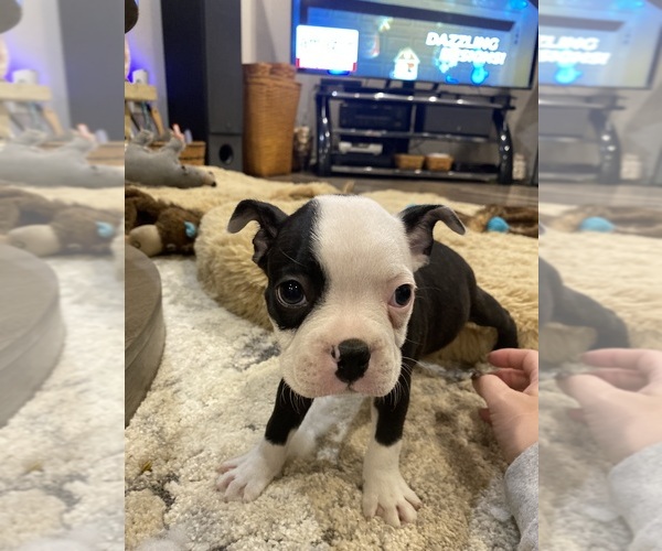 Medium Photo #4 Boston Terrier Puppy For Sale in FREDONIA, KS, USA