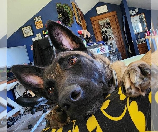 Medium Photo #2 Mutt Puppy For Sale in Imlay City, MI, USA
