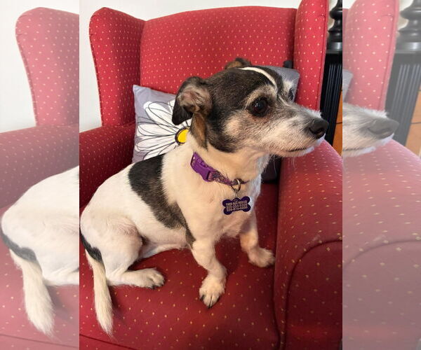 Medium Photo #5 Jack Russell Terrier Puppy For Sale in Gulfport, MI, USA