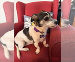 Small #4 Jack Russell Terrier