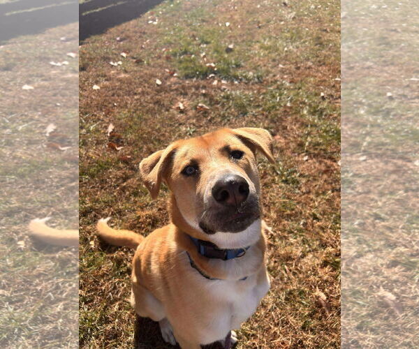 Medium Photo #27 Retriever -Unknown Mix Puppy For Sale in Rustburg, VA, USA