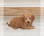 Small #2 Poodle (Miniature)